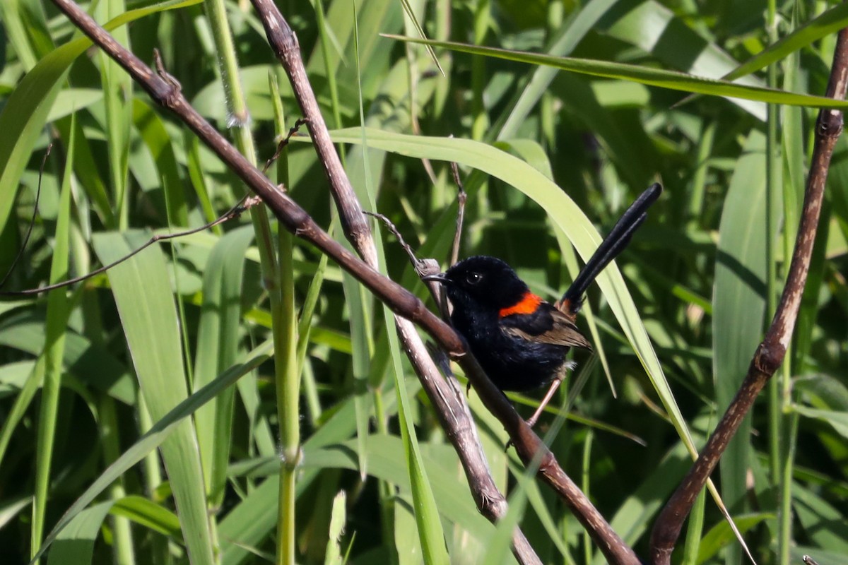 Red-backed Fairywren - ML470872241