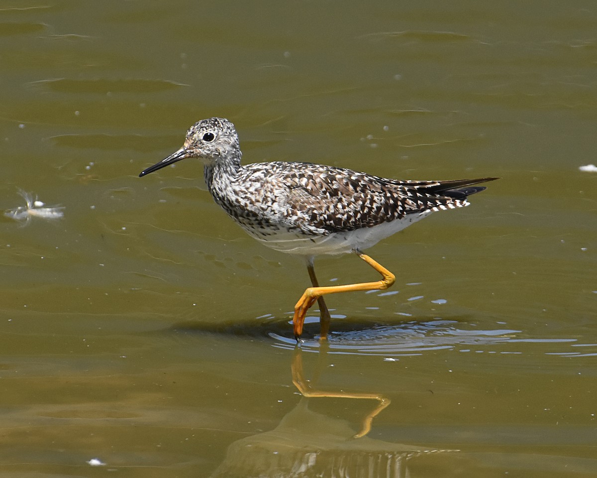 Lesser Yellowlegs - ML470872641