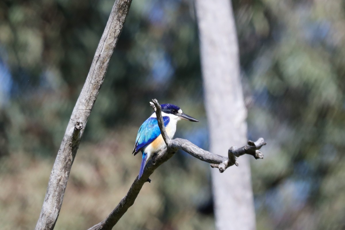 Forest Kingfisher - ML470872661