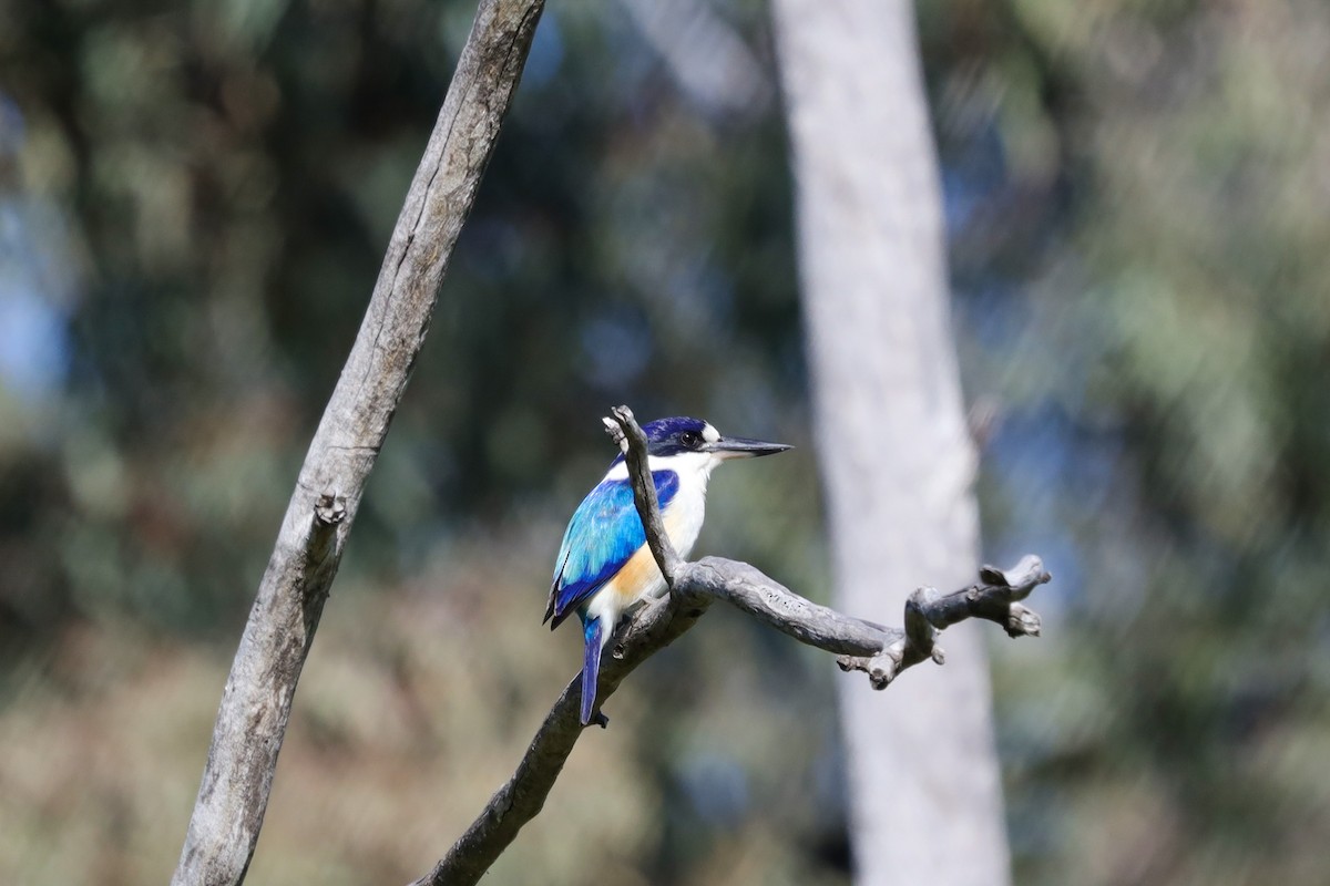 Forest Kingfisher - ML470872671