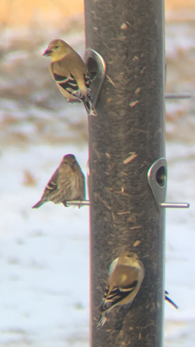 Pine Siskin - ML47087281