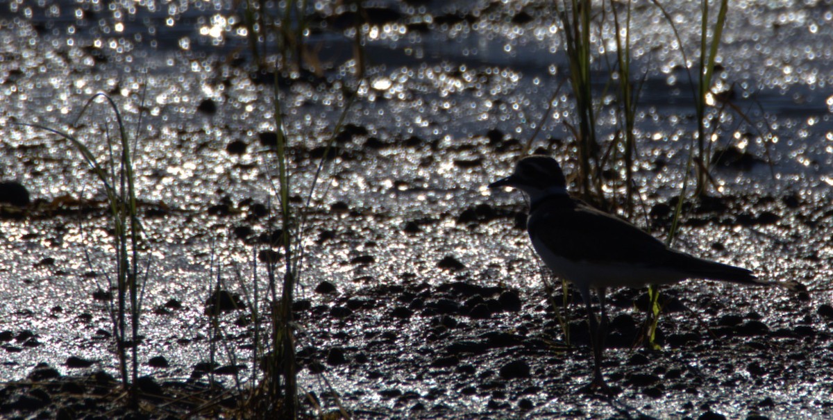 Killdeer - ML470872901