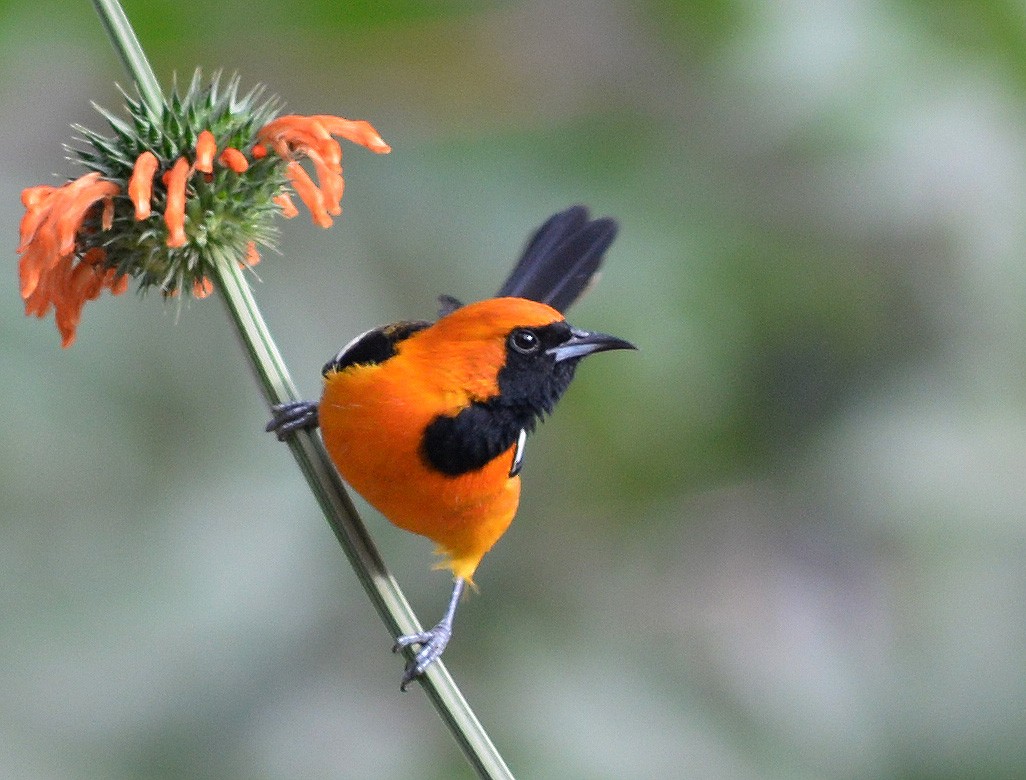 Hooded Oriole - ML47087301