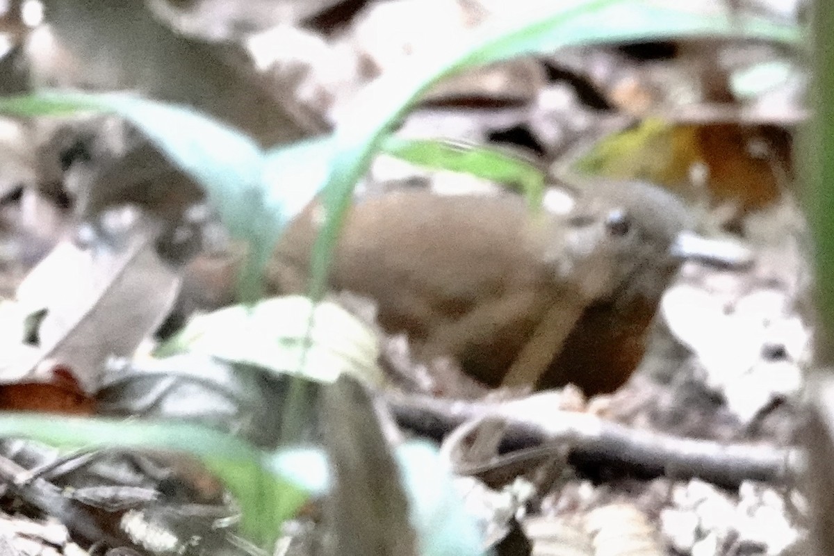 Rufous-breasted Leaftosser - ML470873851