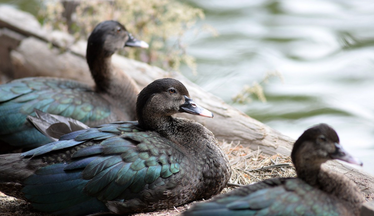 Muscovy Duck (Domestic type) - ML47087471