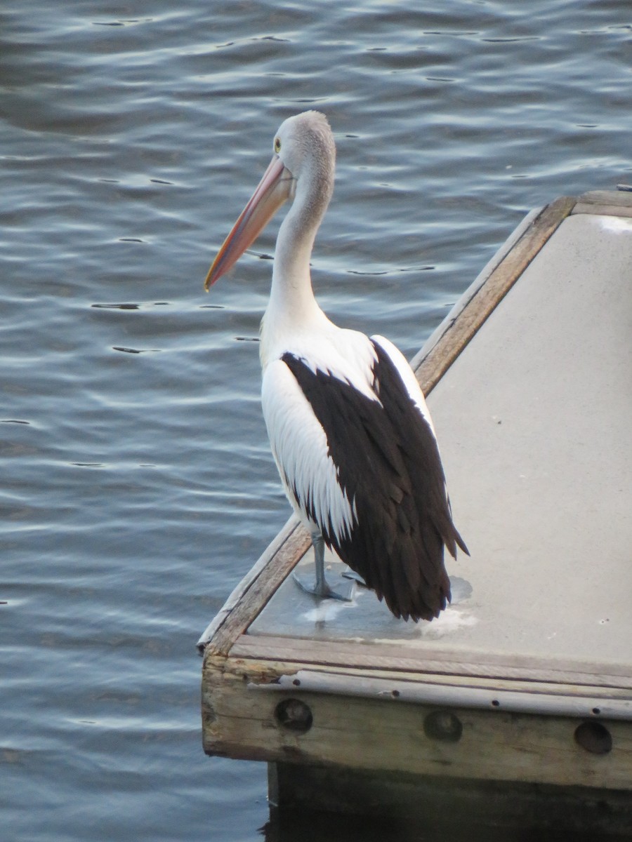 Australian Pelican - ML470876371