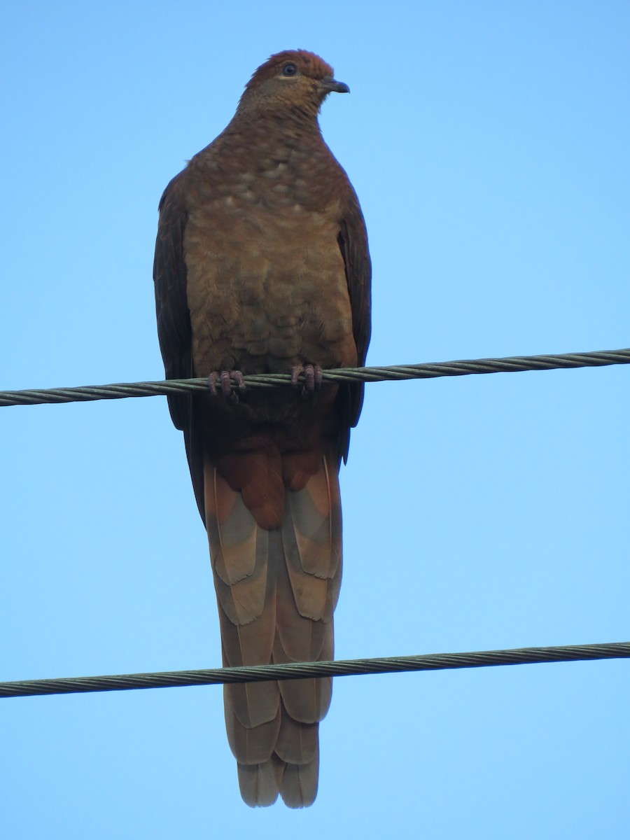Brown Cuckoo-Dove - ML470876611