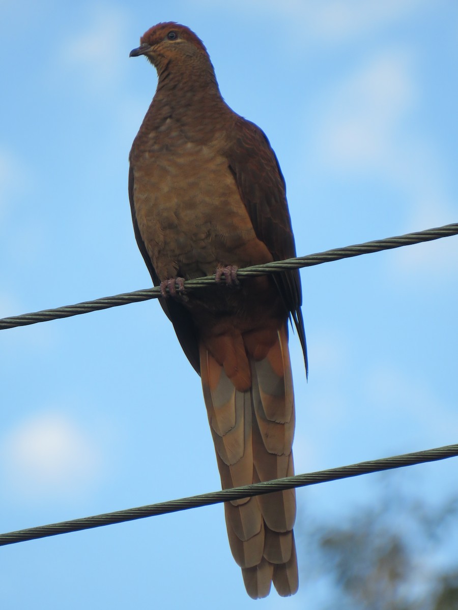 Brown Cuckoo-Dove - ML470876621