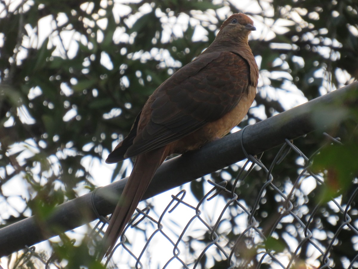 Brown Cuckoo-Dove - ML470876631