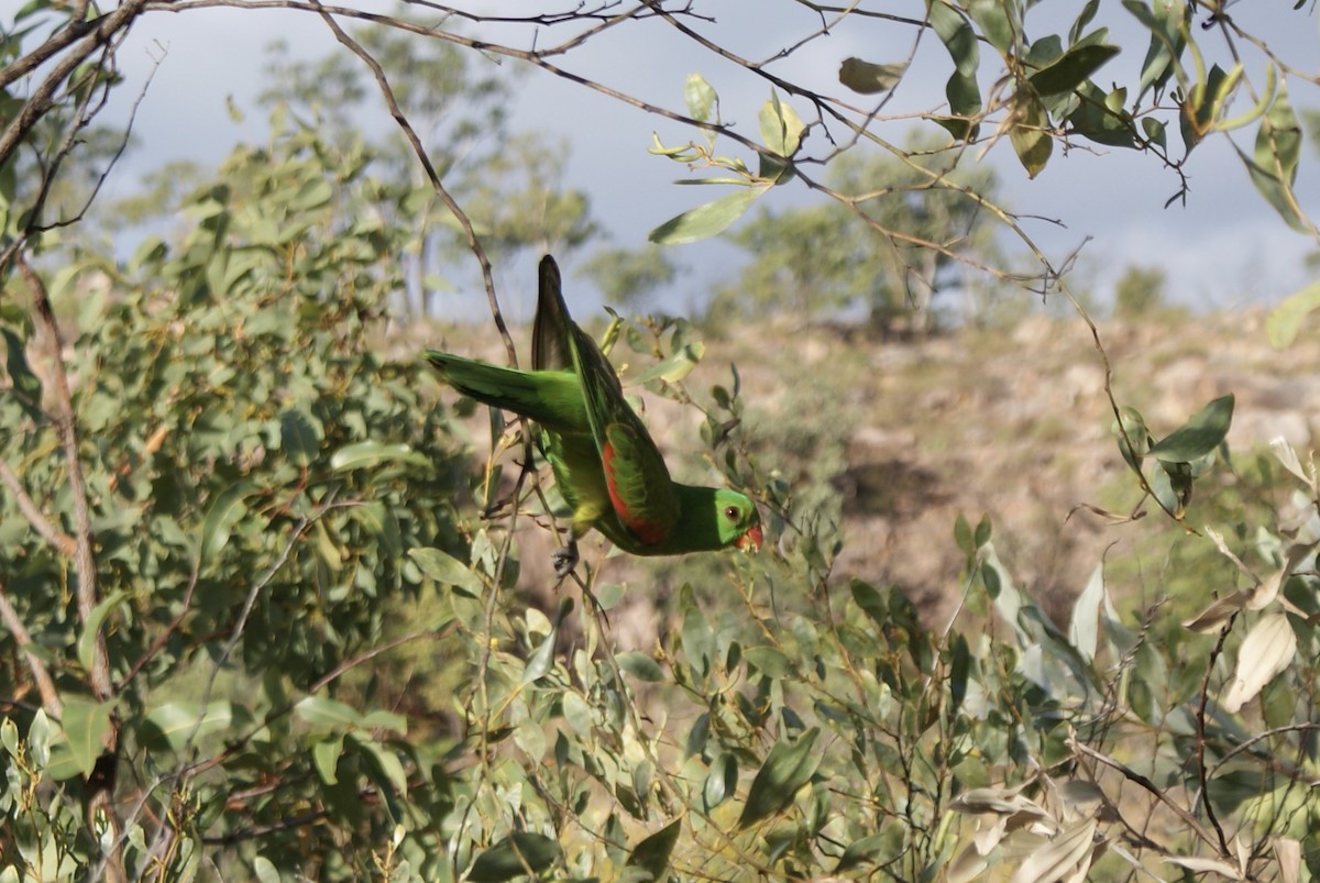 Red-winged Parrot - ML470876851