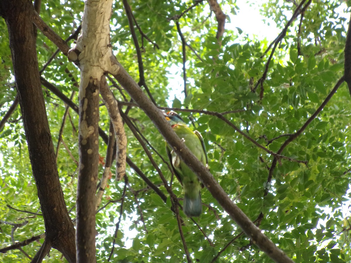 Taiwan Barbet - Simon van Zyl