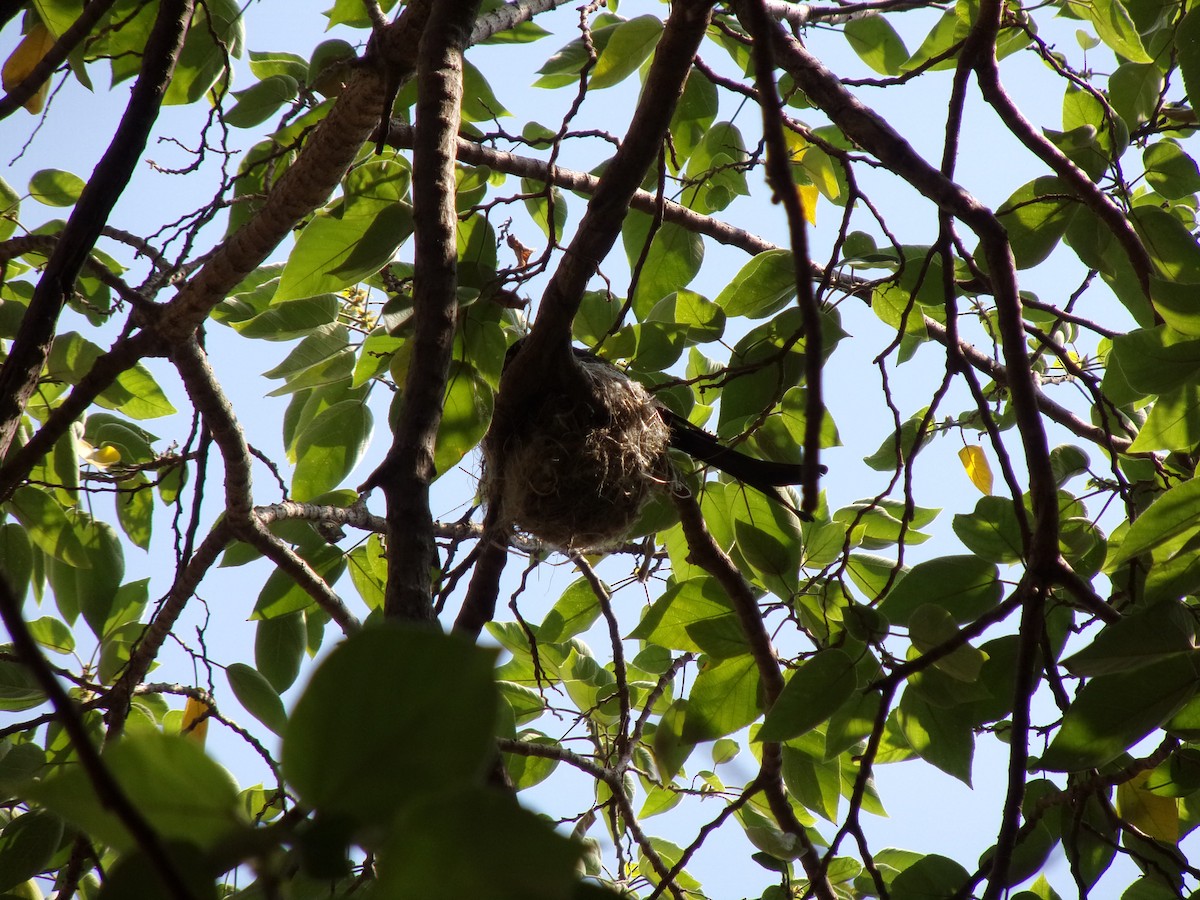 Black Drongo - ML470876941