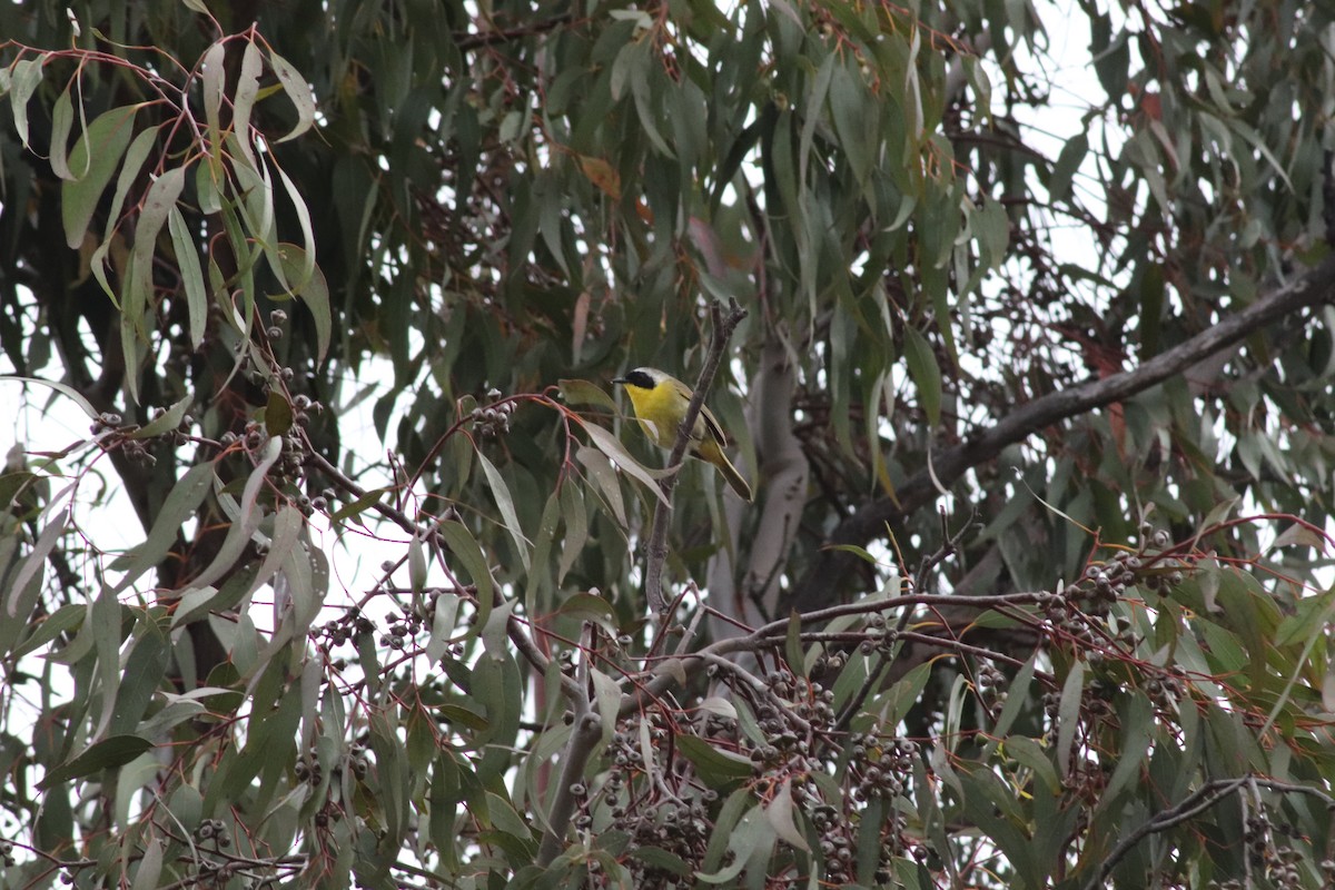 Common Yellowthroat - ML470877731