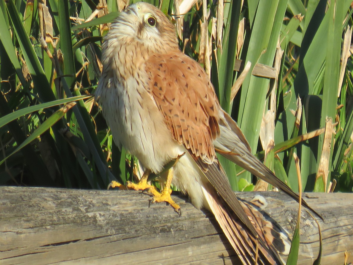 Nankeen Kestrel - Rodney Macready