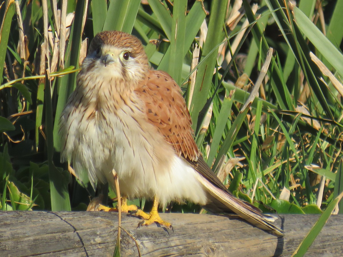 Nankeen Kestrel - ML470878471