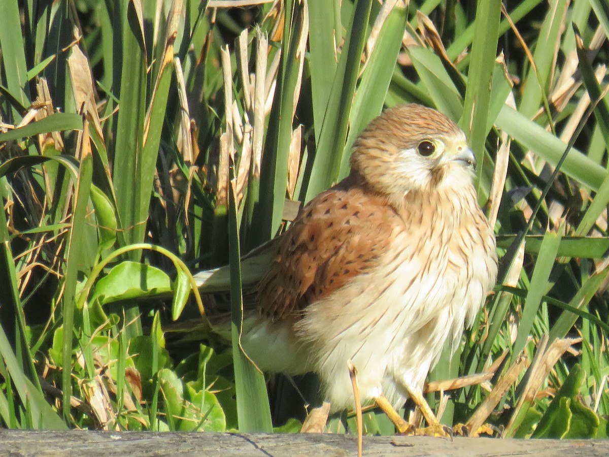 Nankeen Kestrel - ML470878481