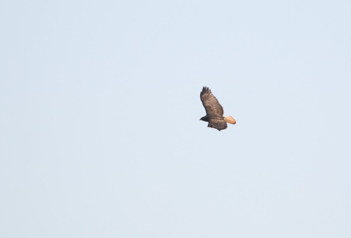 Red-tailed Hawk (kemsiesi/hadropus) - ML470878891