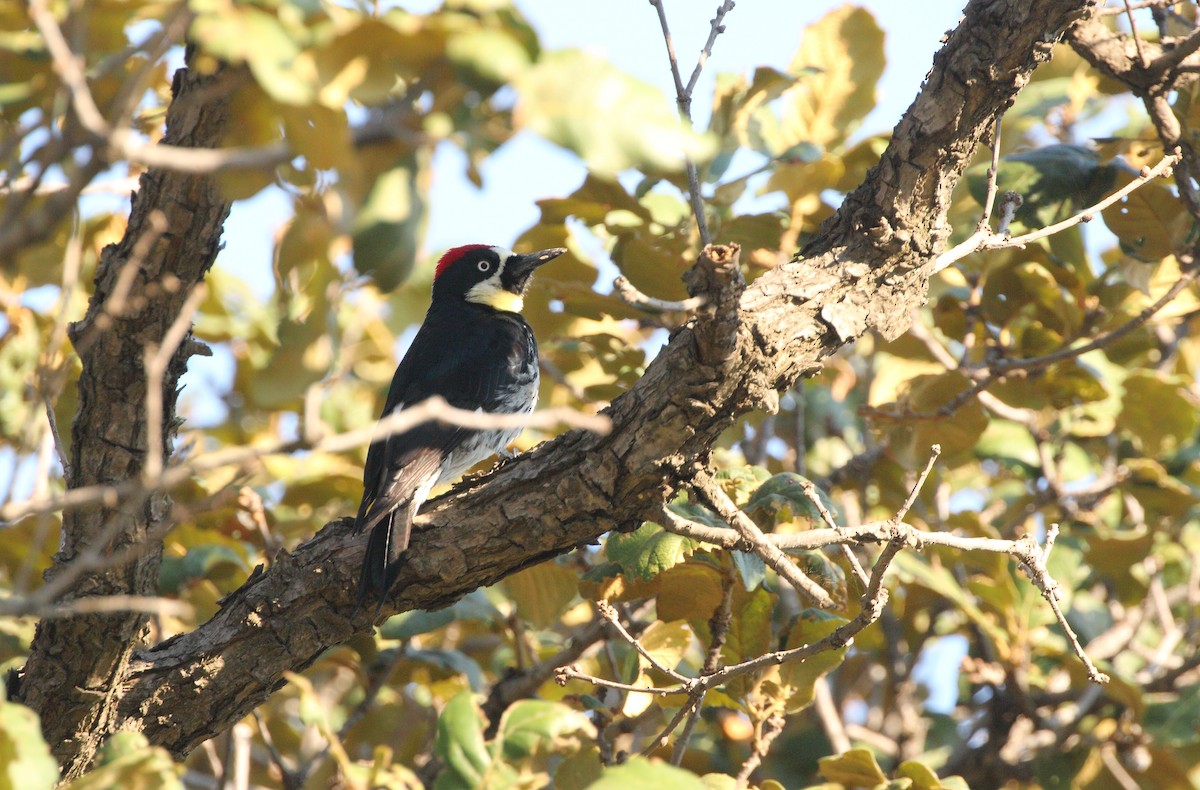 Acorn Woodpecker (Acorn) - Anuar López