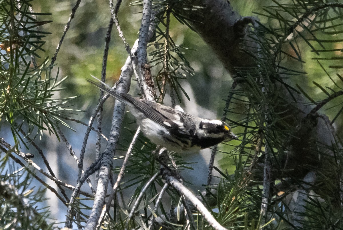 Black-throated Gray Warbler - ML470879031