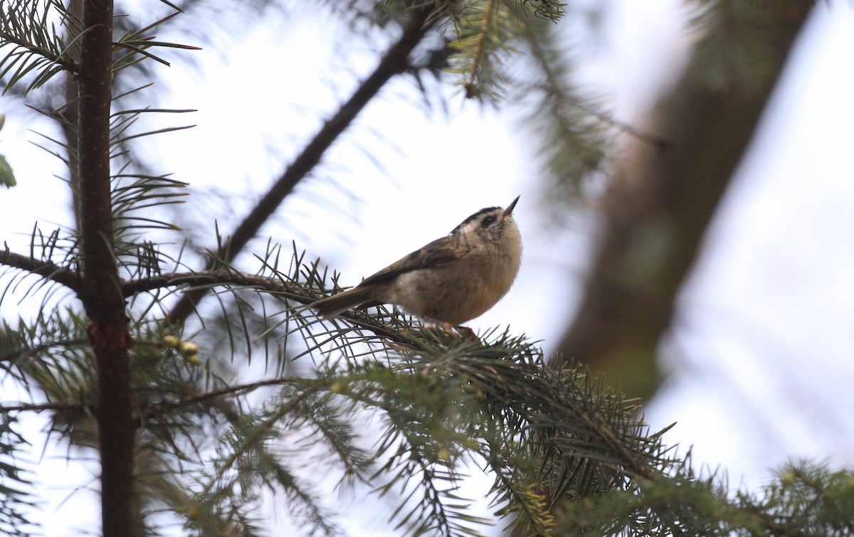 Golden-crowned Kinglet - Anuar López