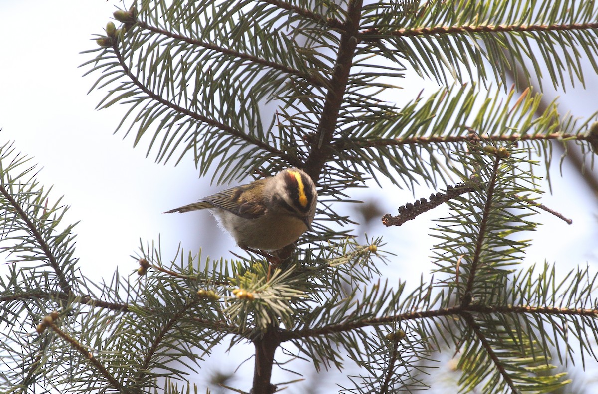 Golden-crowned Kinglet - Anuar López