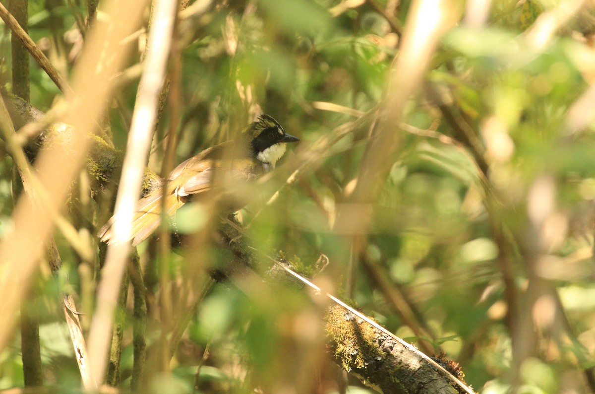 Green-striped Brushfinch - Anuar López
