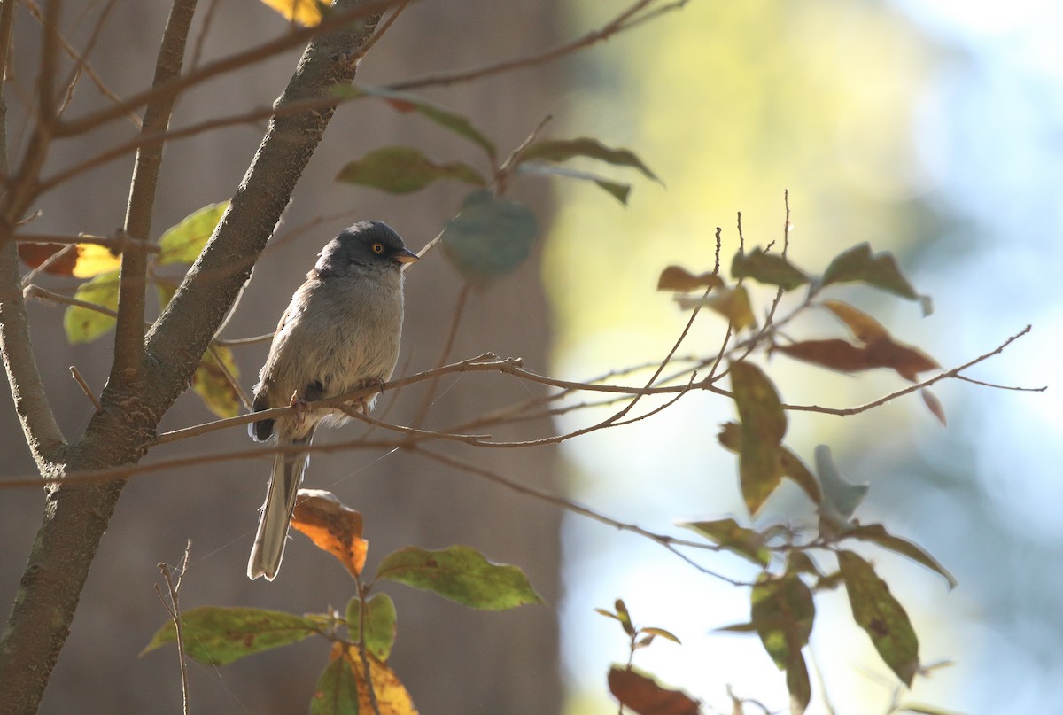 Yellow-eyed Junco (Mexican) - Anuar López