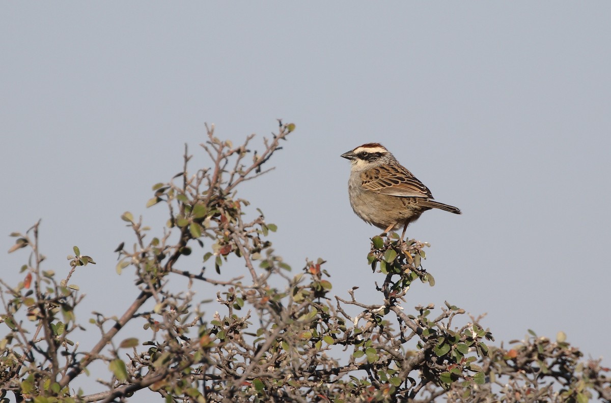 Striped Sparrow - Anuar López