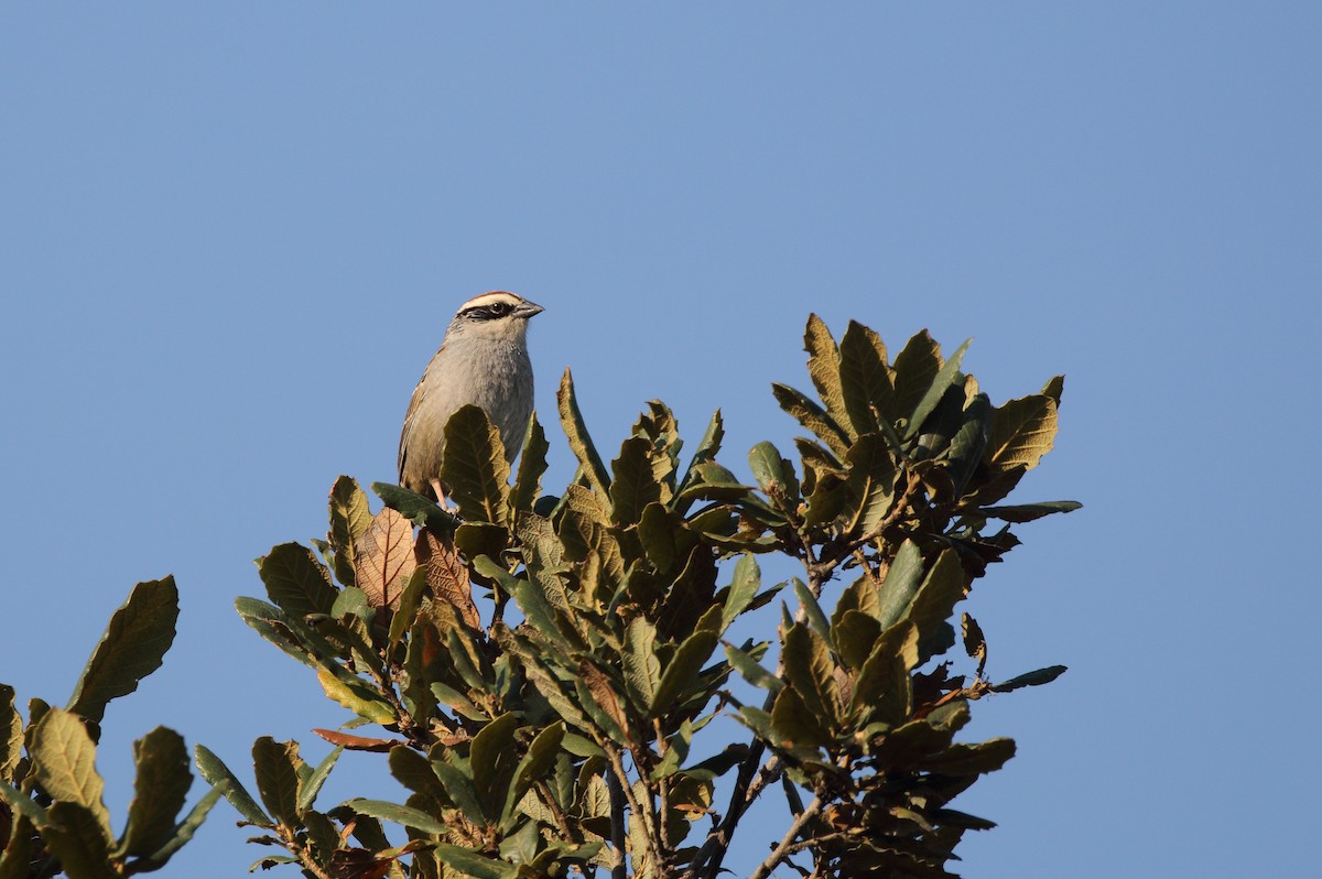 Striped Sparrow - Anuar López