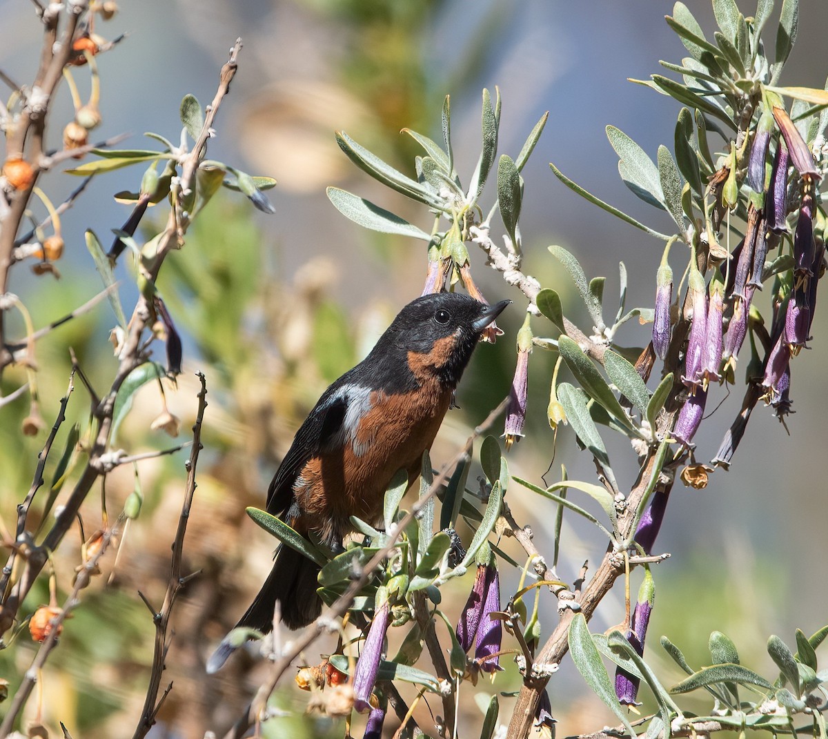 Black-throated Flowerpiercer - ML470880231