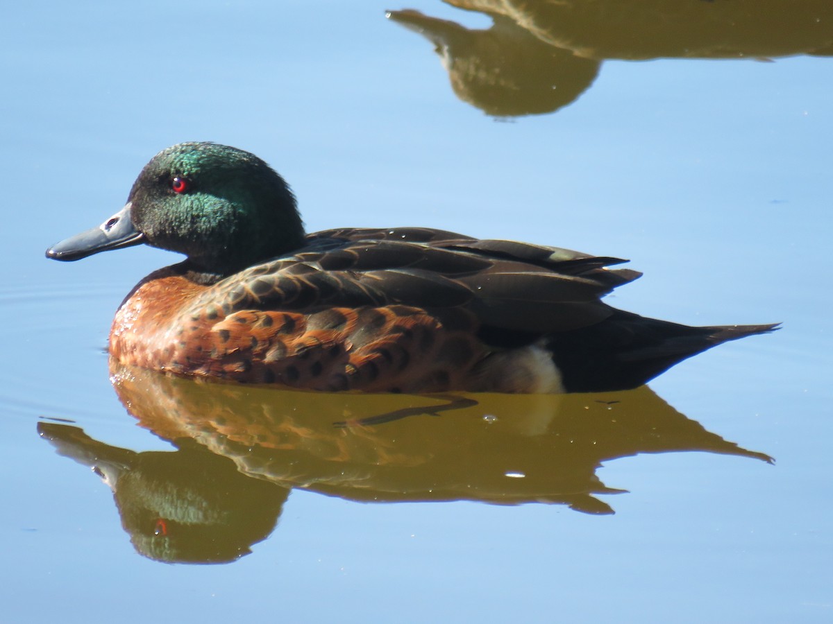 Chestnut Teal - Rodney Macready