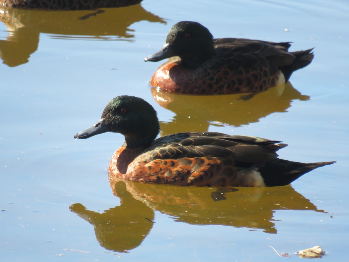 Chestnut Teal - ML470880301