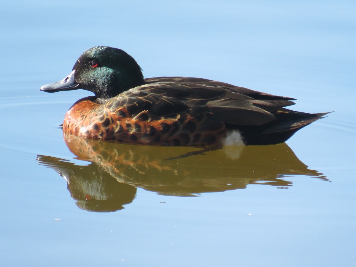 Chestnut Teal - ML470880311