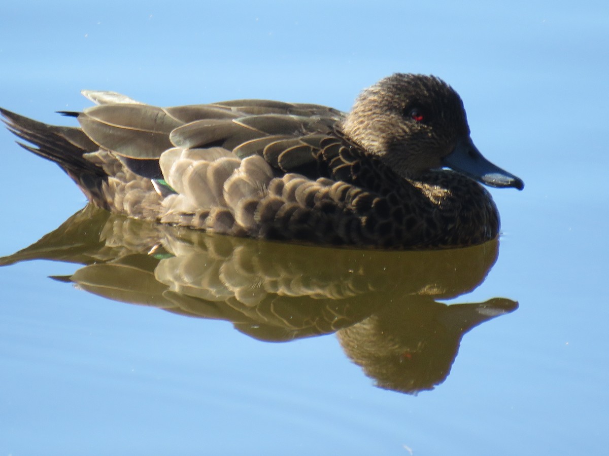 Chestnut Teal - ML470880321