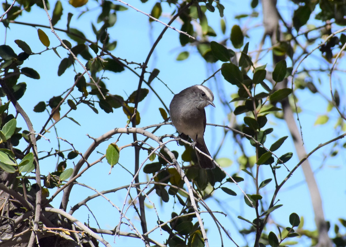 White-browed Chat-Tyrant - ML470880741