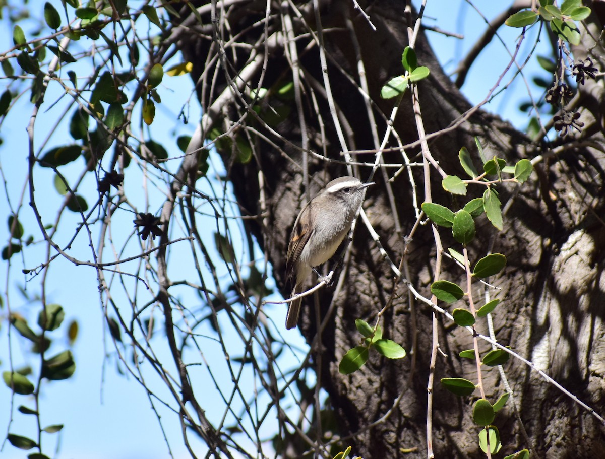 White-browed Chat-Tyrant - ML470880751