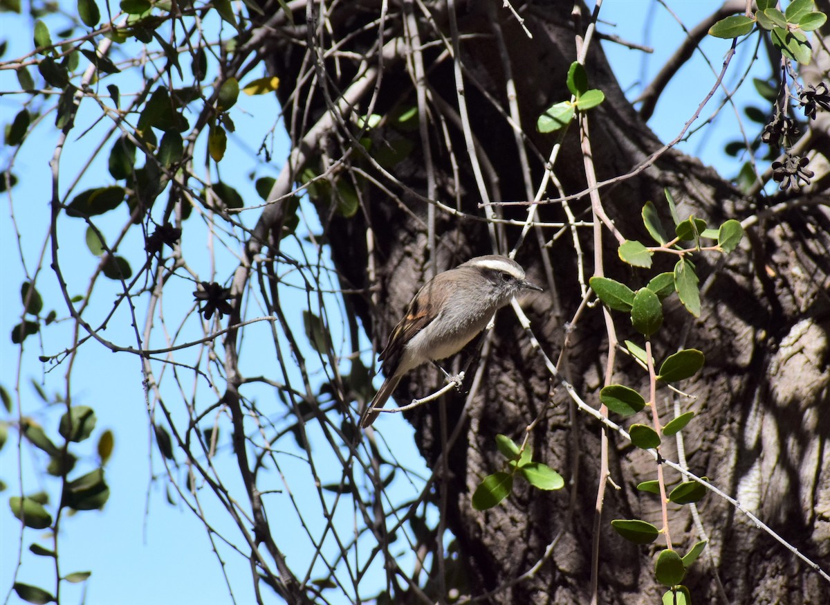 White-browed Chat-Tyrant - ML470880761