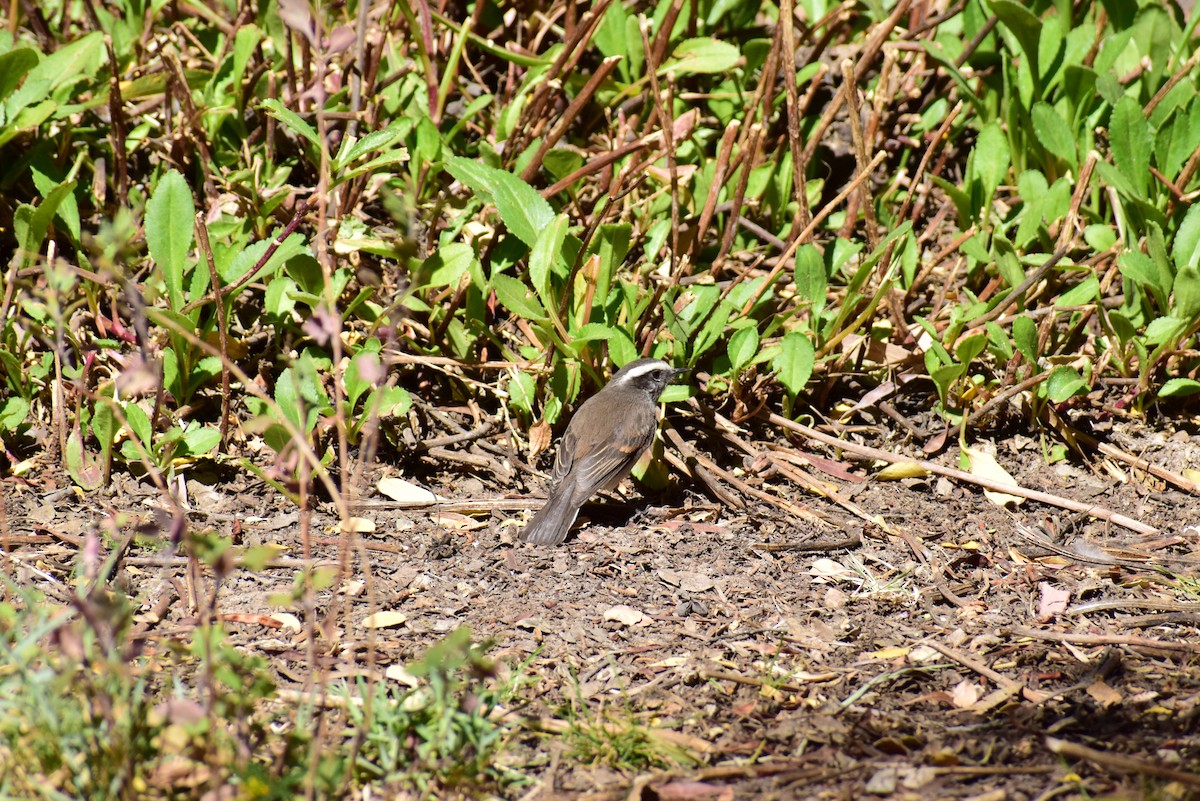 White-browed Chat-Tyrant - ML470880771