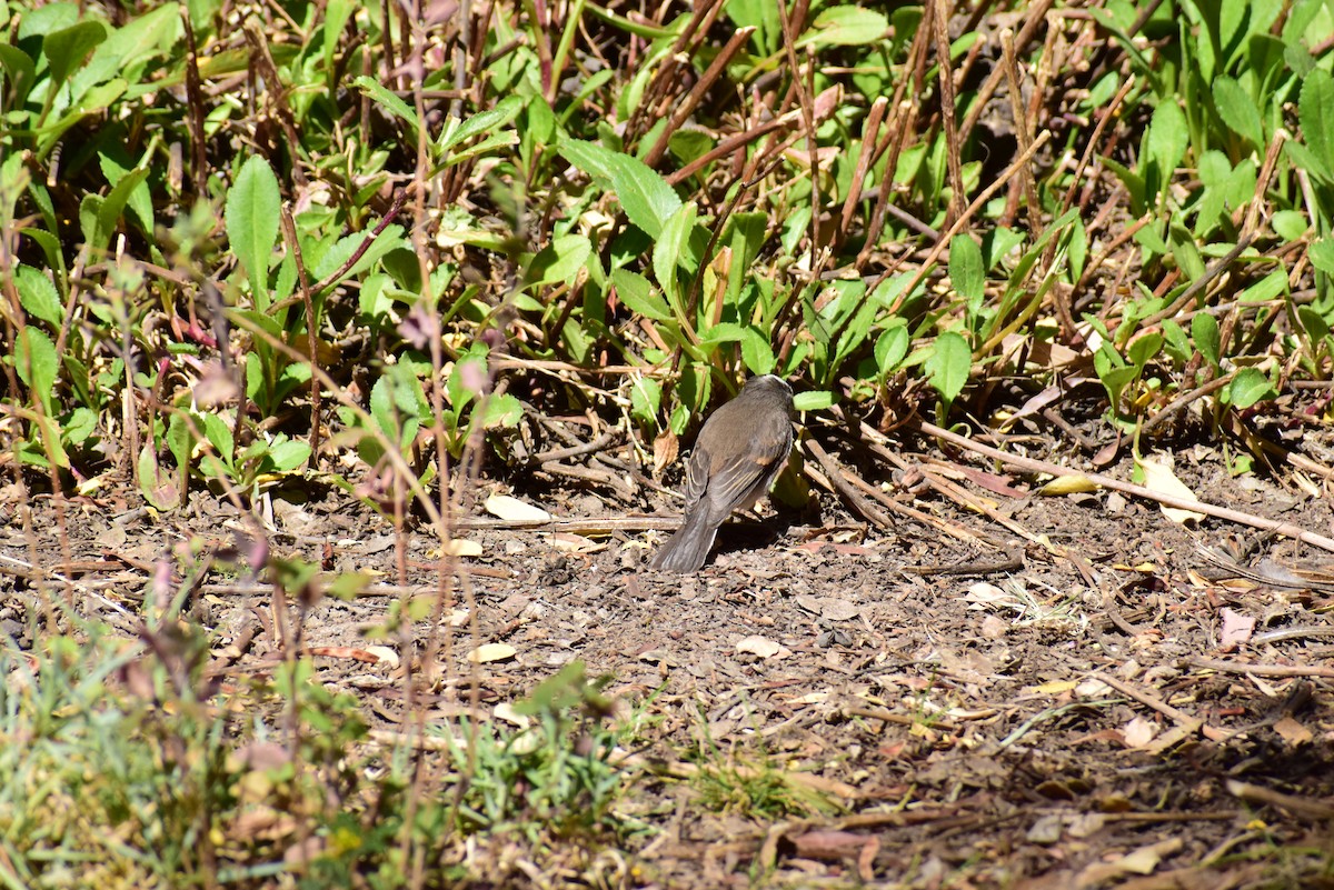 White-browed Chat-Tyrant - ML470880781