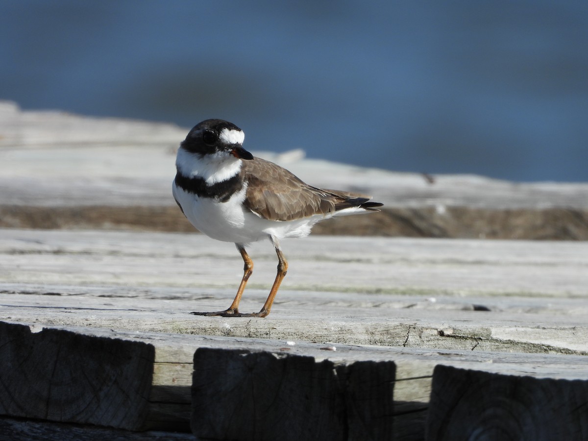 Semipalmated Plover - ML470881581