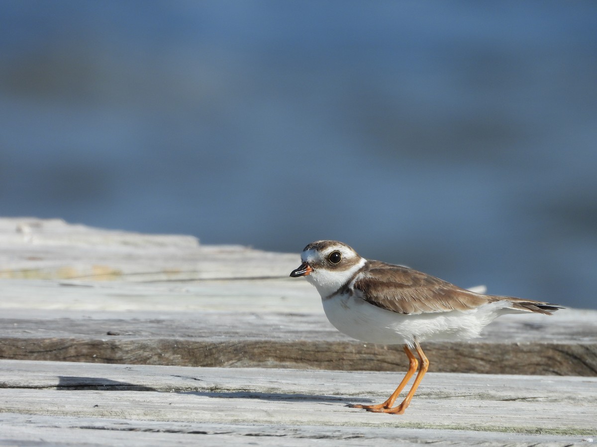 Semipalmated Plover - ML470881591