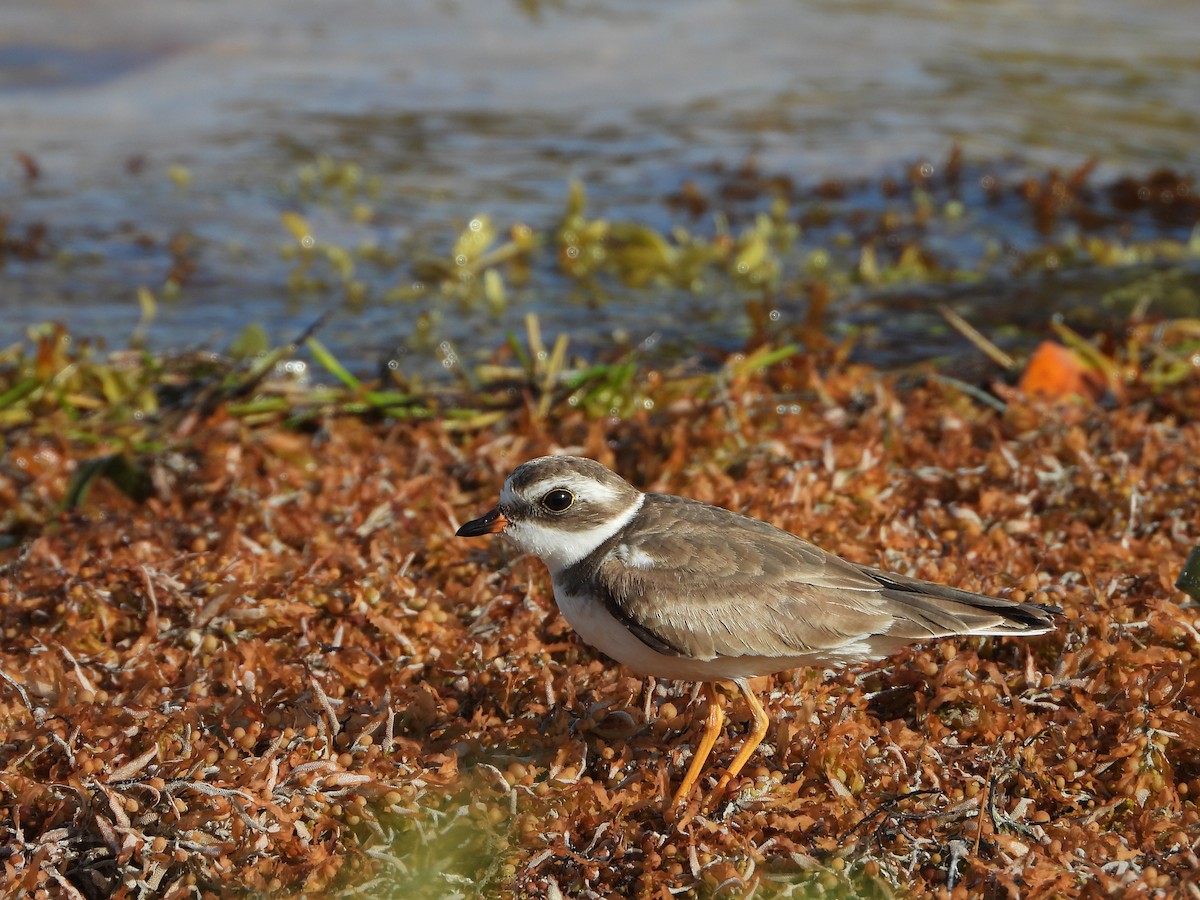 Semipalmated Plover - ML470881601