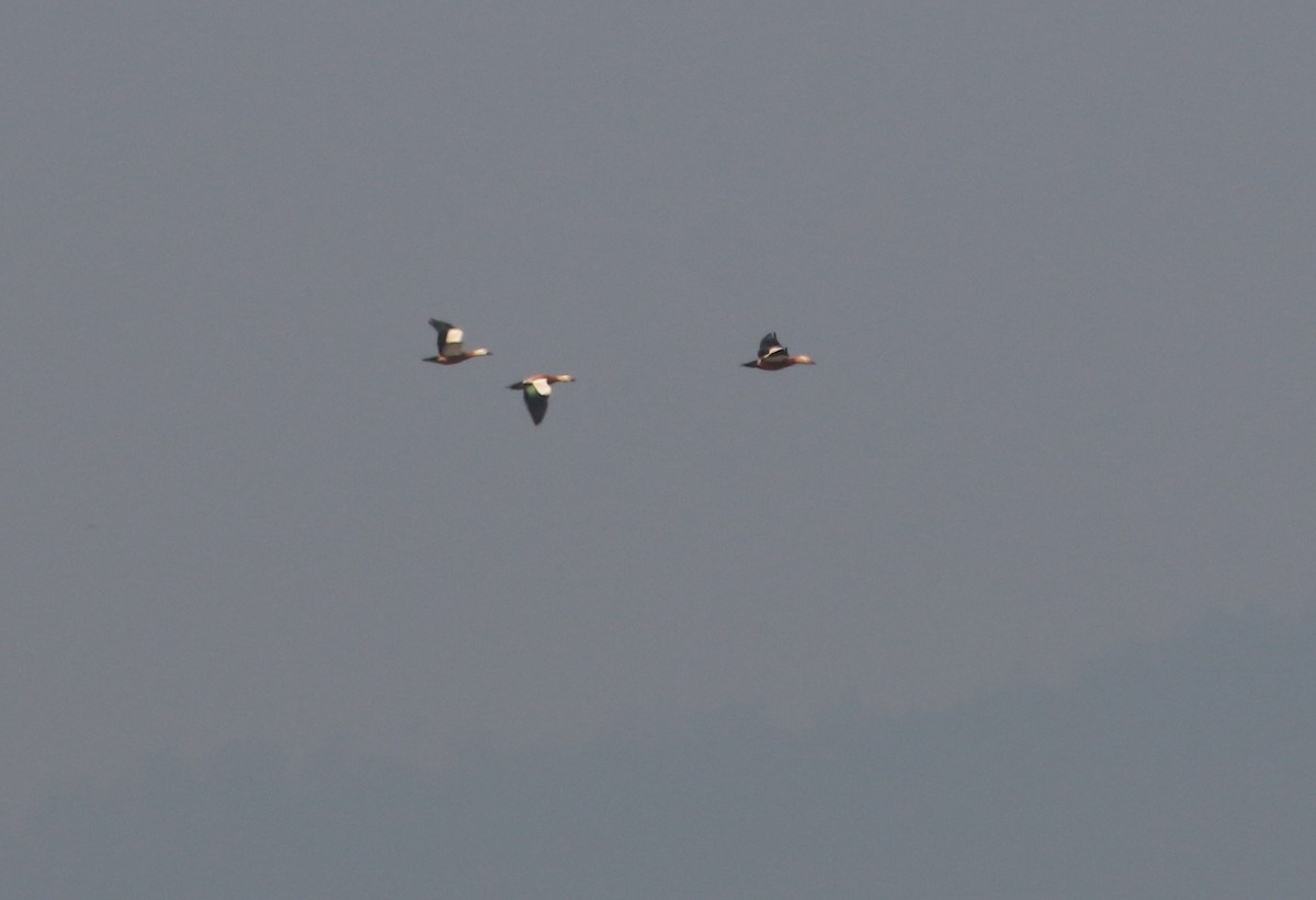 Ruddy Shelduck - ML47088431