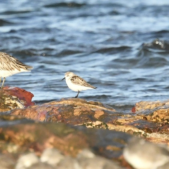 Red-necked Stint - Mike Barrow