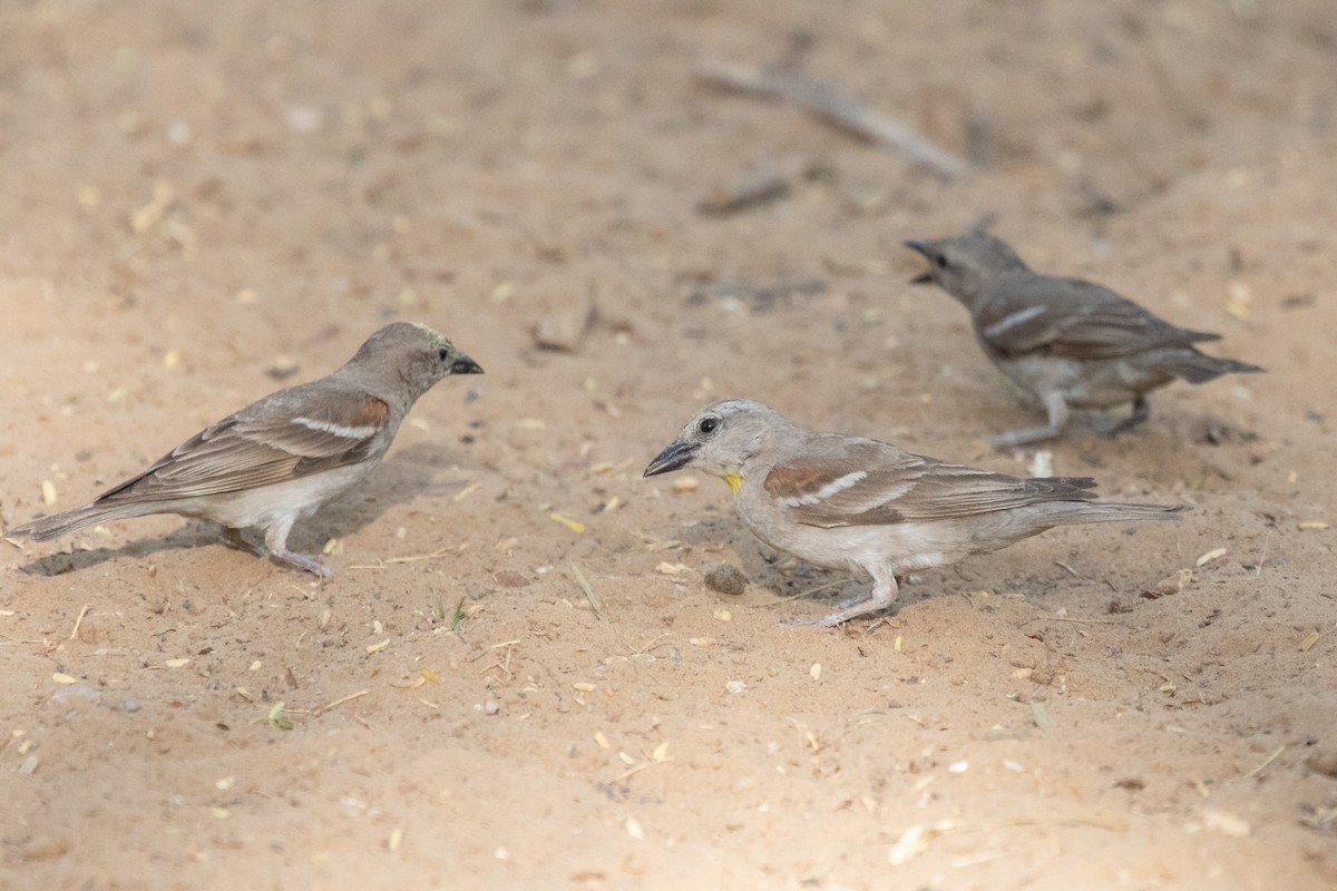 Yellow-throated Sparrow - ML470887371