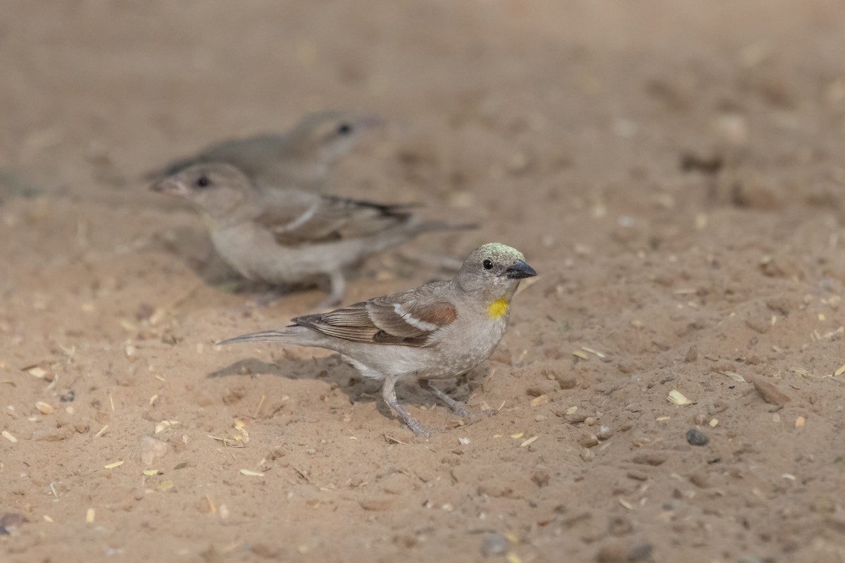 Yellow-throated Sparrow - ML470887391