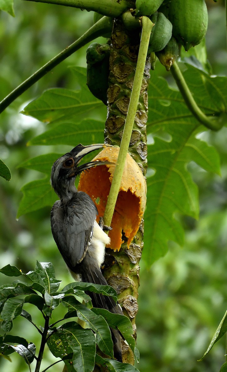 Indian Gray Hornbill - ML470888381