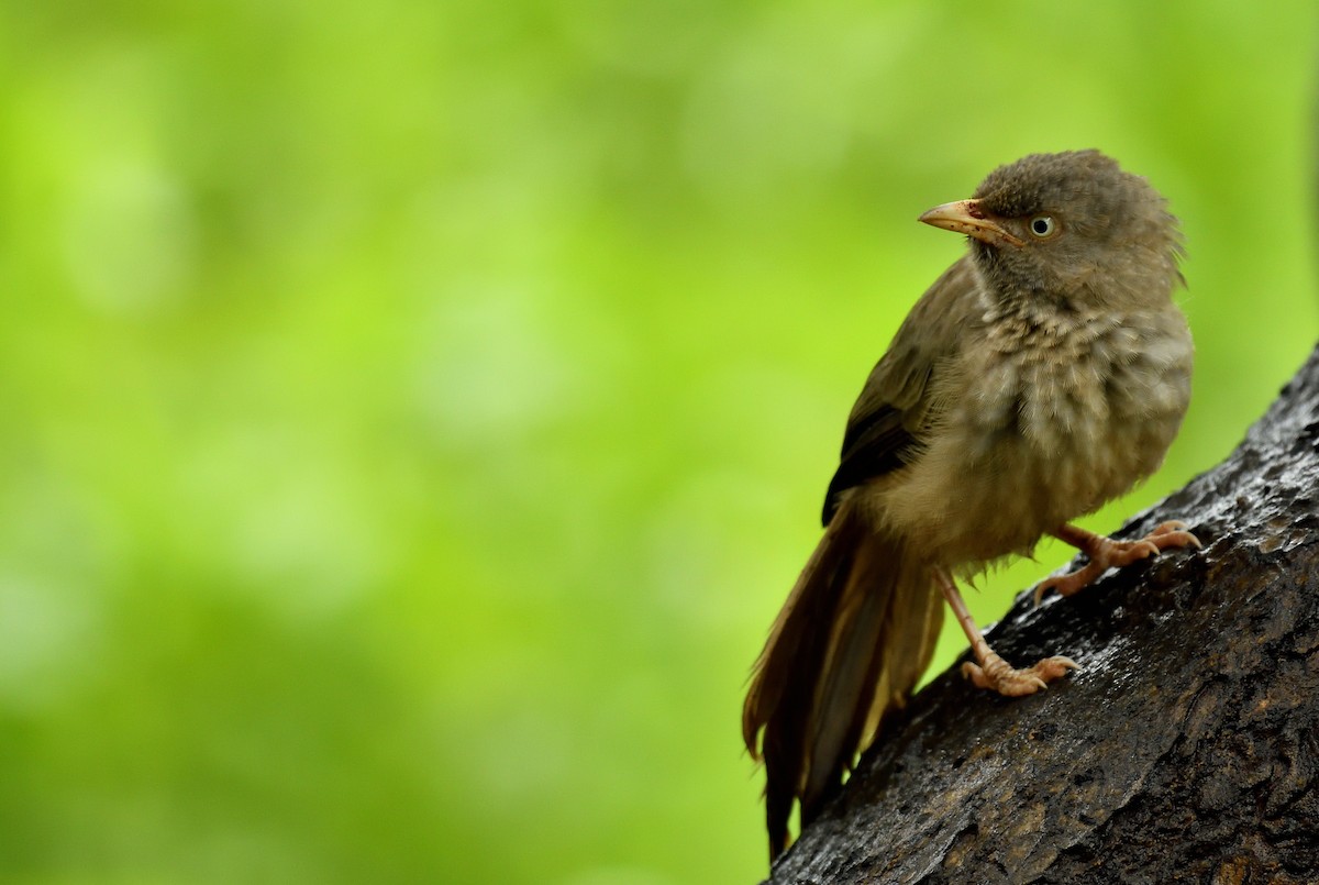 Jungle Babbler - ML470889131