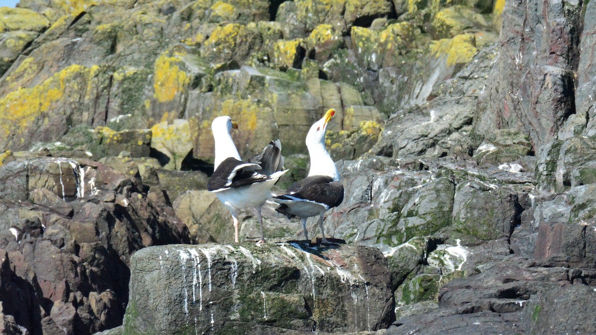 Great Black-backed Gull - ML470890371