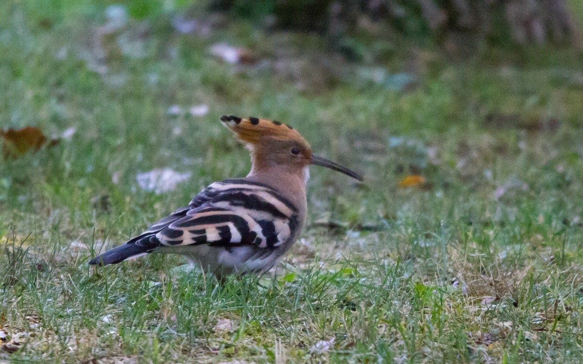 Eurasian Hoopoe - ML470890461